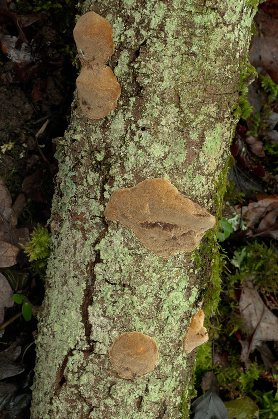 Phellin des arbres fruitiers