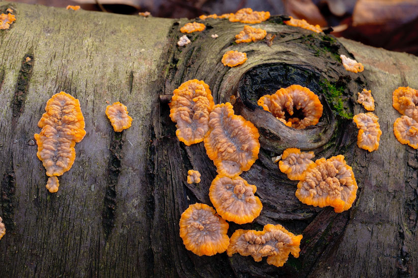 Phlebia merismoides