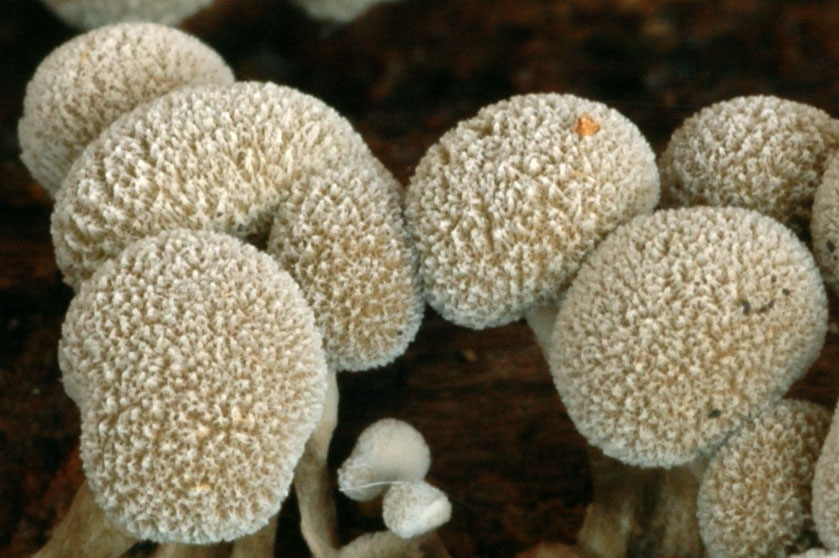 Phleogena faginea. MORSBACH (Moselle) le 1 janvier 2006 sur gros tronc mort peu dégradé de hêtre au sol, à même le bois, ou sur l'écorce. Ce champignon écrasé dégage une odeur de réglisse ou de fenugrec. Spécimens fortement agrandis