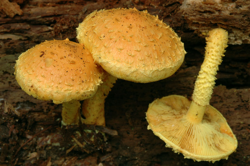Pholiote flamboyante, Pholiote incandescente