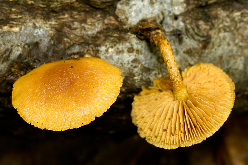 Pholiote tuberculeuse
