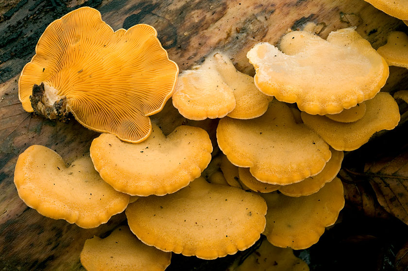 Pleurote en nid, Pleurote nid d'oiseau