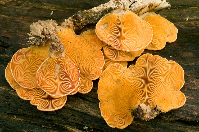 Pleurote en nid, Pleurote nid d'oiseau