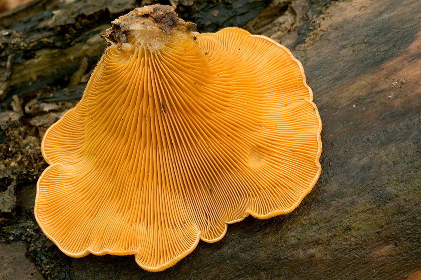 Pleurote en nid, Pleurote nid d'oiseau