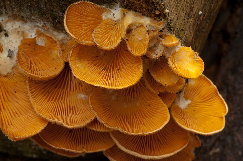 Pleurote en nid, Pleurote nid d'oiseau