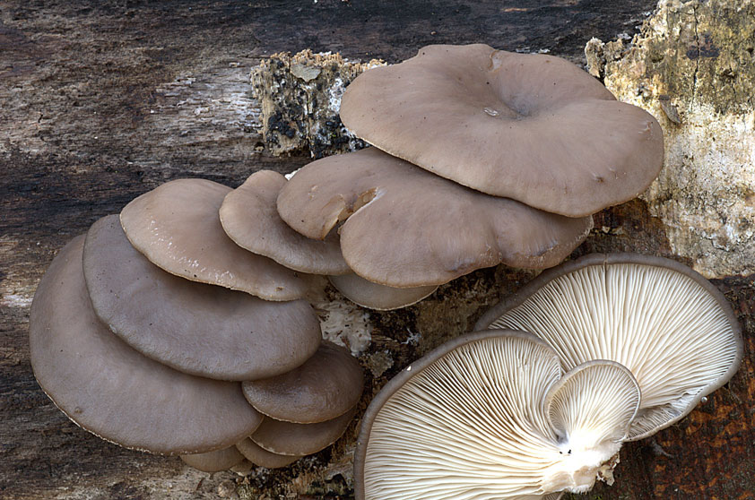 Pleurote en huître