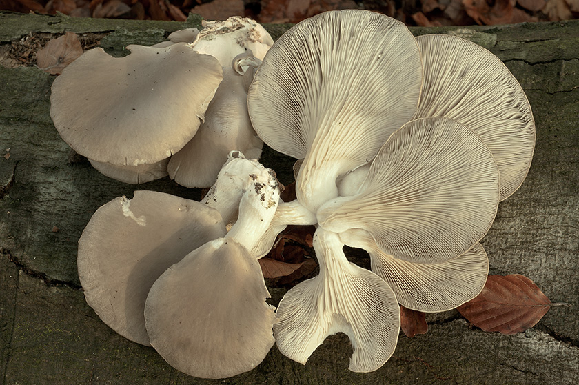 Pleurote en huître