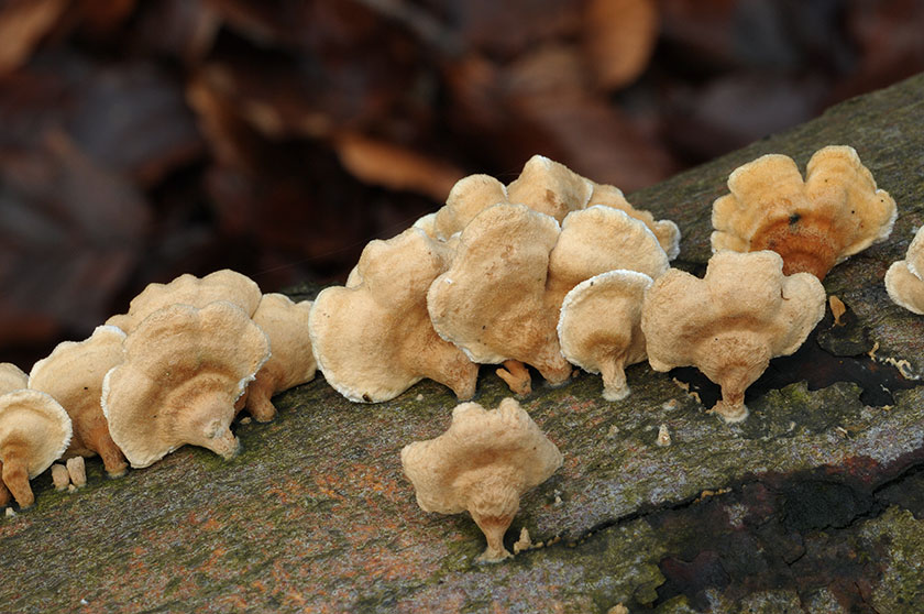 Plicaturopsis crispa, Trogie crispée