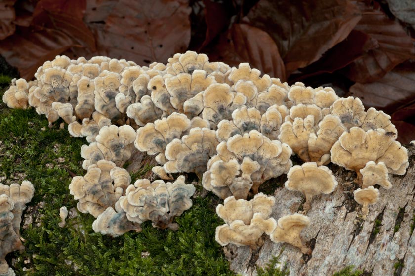 Plicaturopsis crispa, Trogie crispée