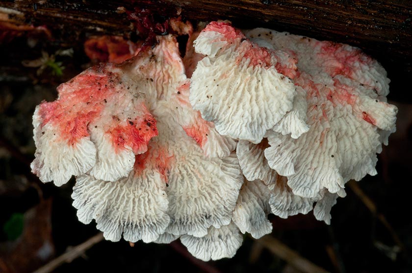 Plicaturopsis crispa, Trogie crispée