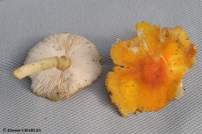 Plutée orangé