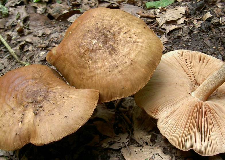 Plutée couleur de cerf, croissant sur bois en décomposition