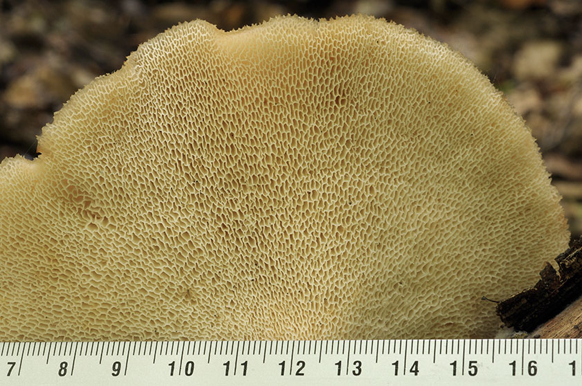 Polypore de Forquignon
