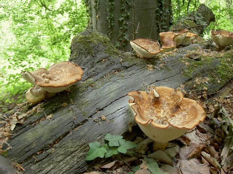 Polypore écailleux, croissant sur tronc mort. Le pied pourrait devenir noir avec l'âge, mais ne l'est pas encore. Photo du 20 mai 2004, sur vieux tronc de hêtre abattu