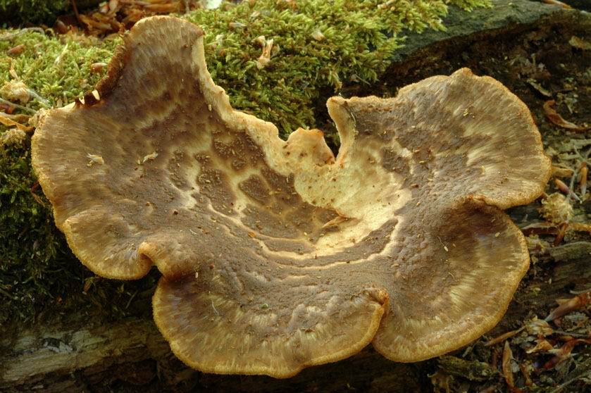 Polypore écailleux. THEDING (Moselle) le 21 mai 2006 sur tronc de hêtre en décomposition au sol
