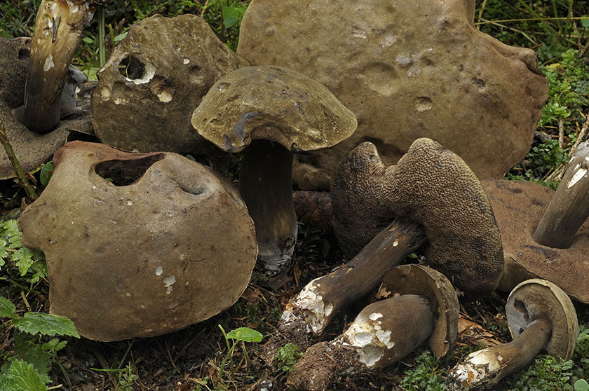 Bolet porphyre