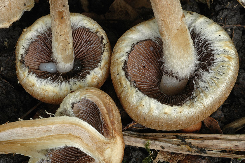 Lacrymaire velouté