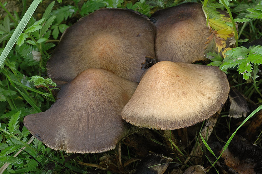 Lacrymaire velouté