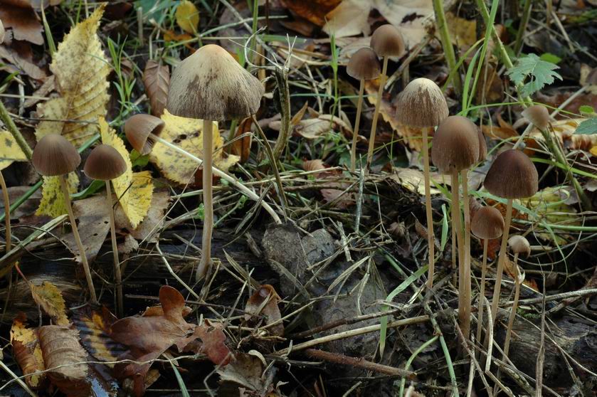 Psathyrelle, sans précision