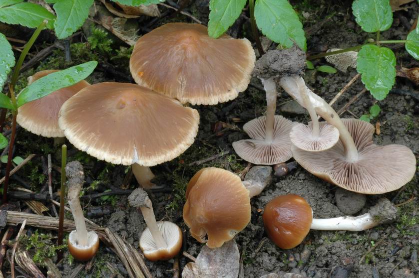 Psathyrella spadiceogrisea. Espèce printanière. 17 avril 2005 à Spicheren (Moselle)