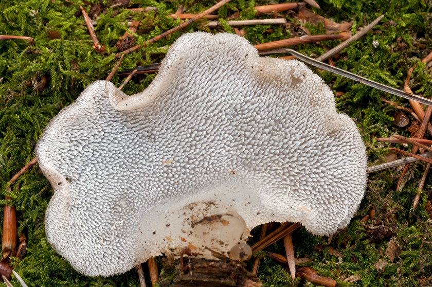 Faux hydne gélatineux, Trémellodon gélatineux
