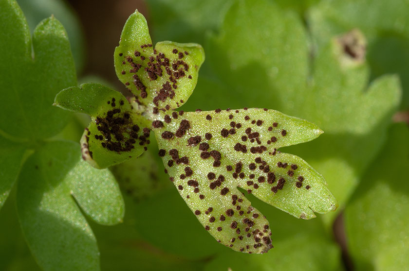 Puccinia adoxae
