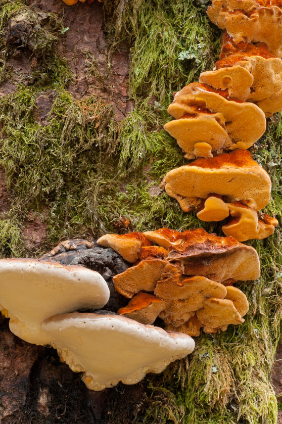 Polypore splendide