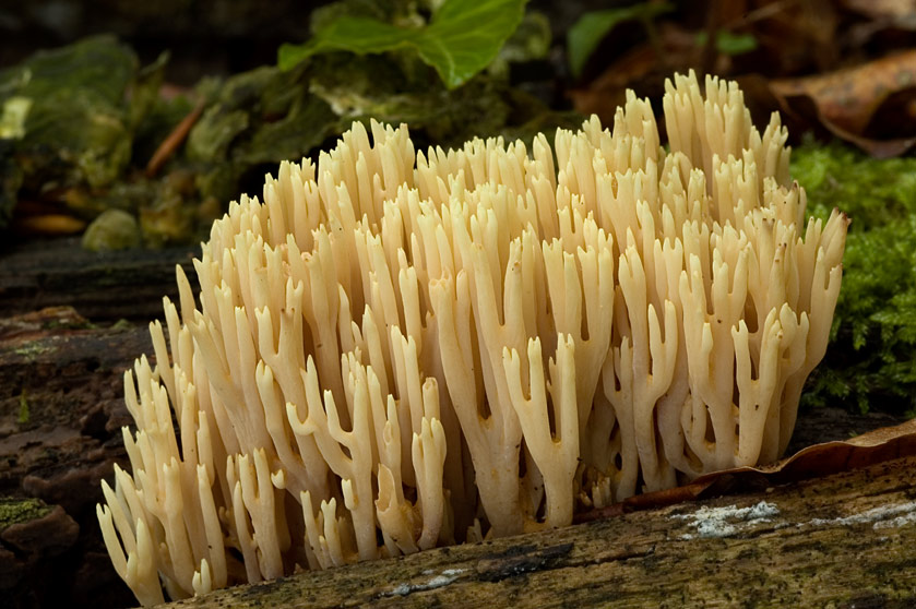 Clavaire étroite