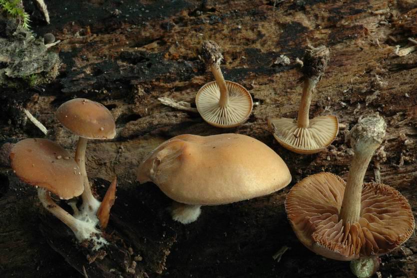 Simocybe somptueux. MORSBACH (Moselle) le 29 août 2005 sur tronc de hêtre au sol