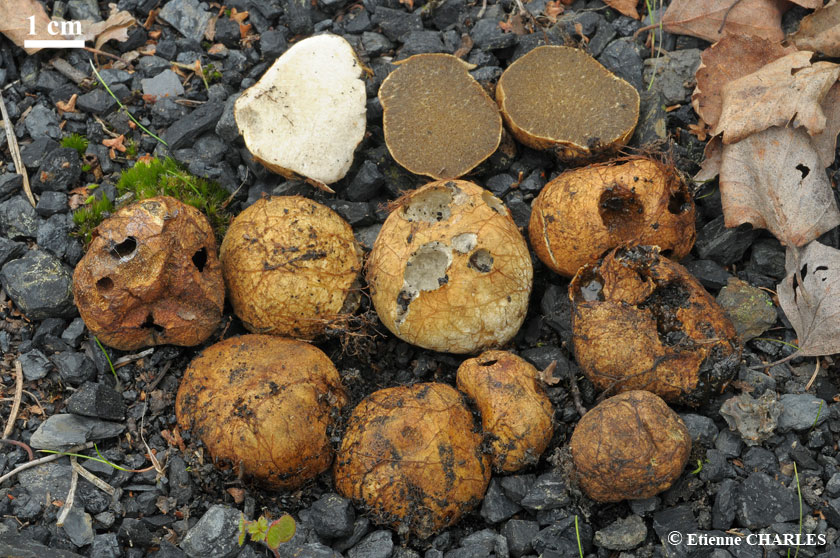 Rhizopogon jaune