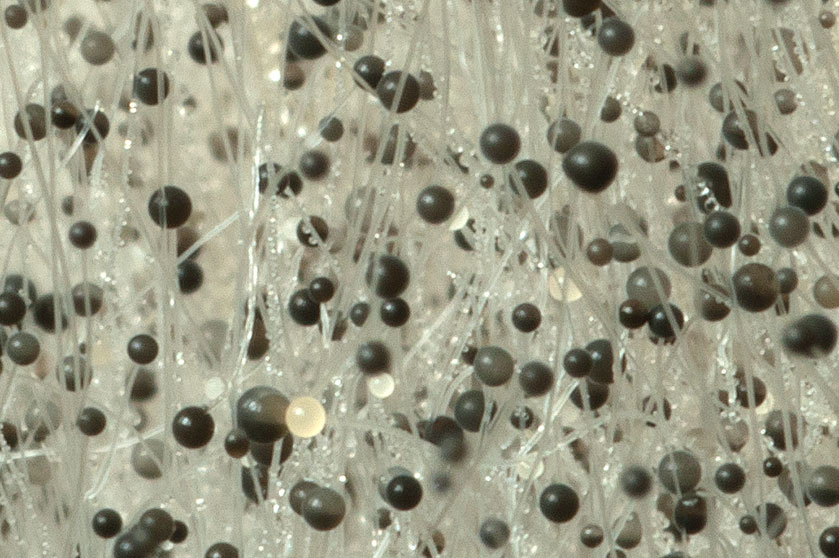 Moisissure noire du pain