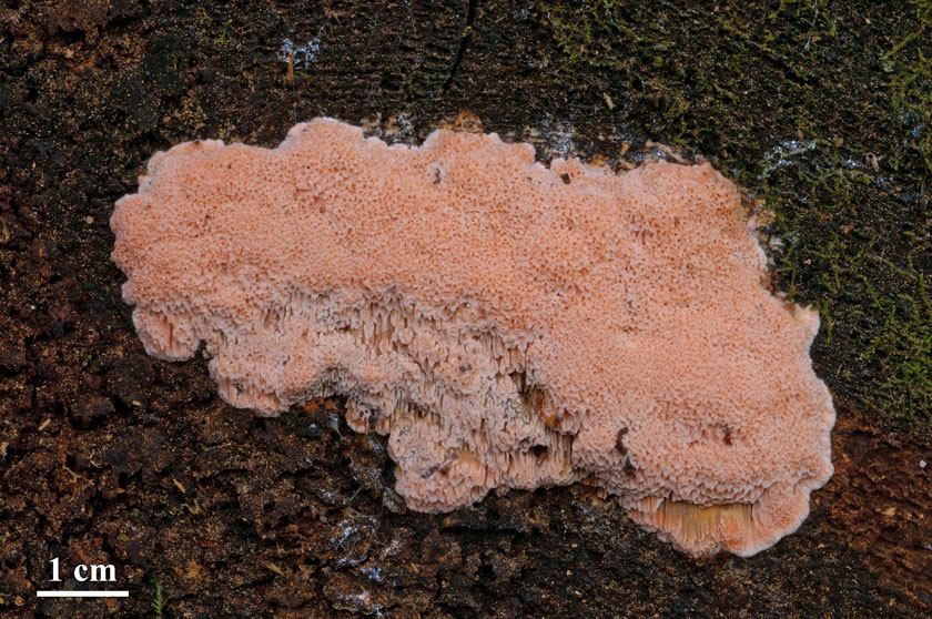 Polypore placenta