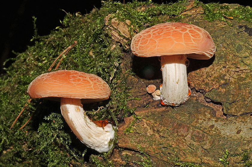 Rhodotus palmé