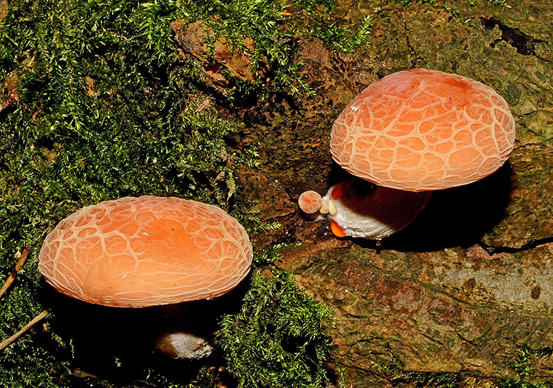 Rhodotus palmé
