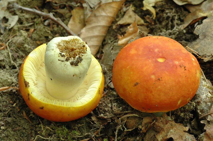 Russule dorée