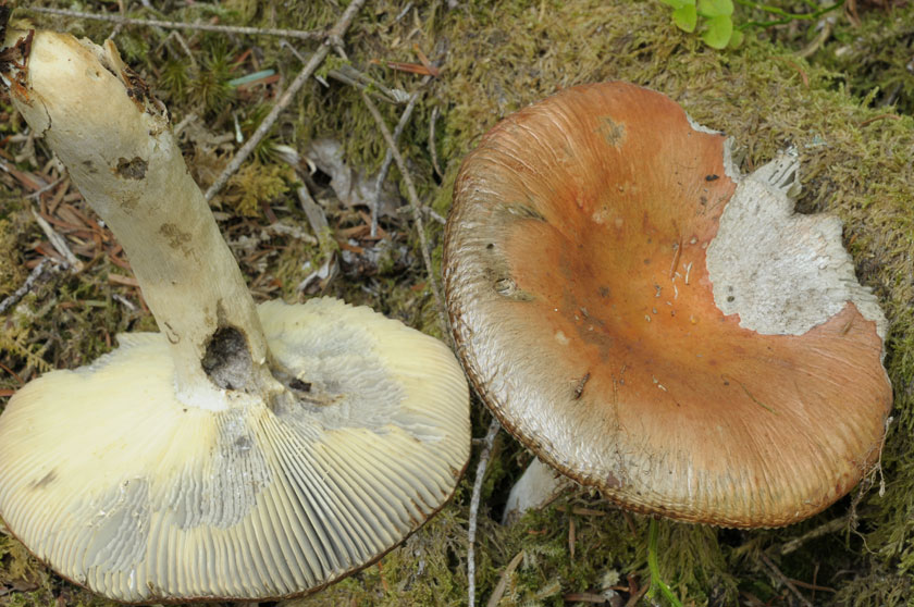 Russule orangée grisonnante, Russule décolorante
