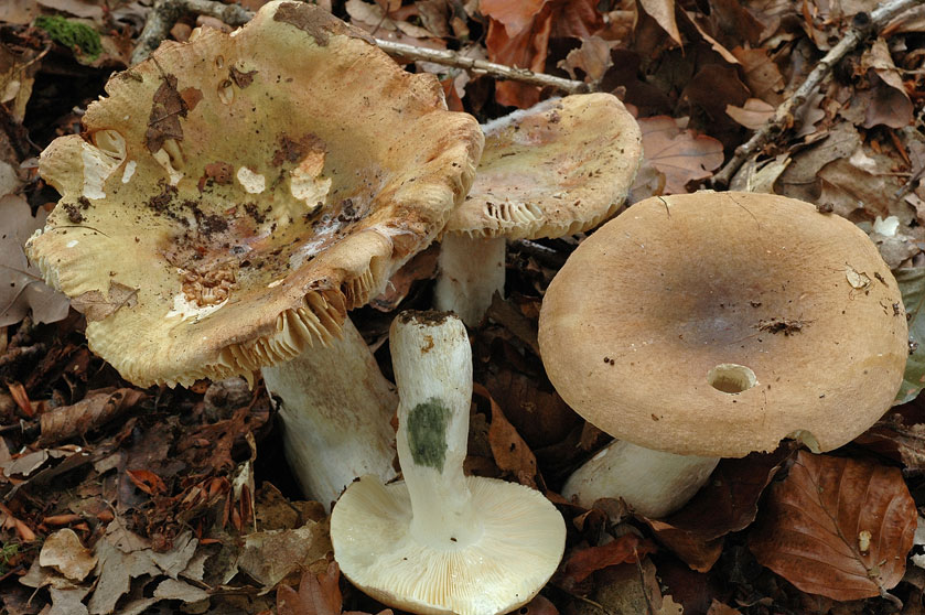 Russule xérampéline du hêtre
