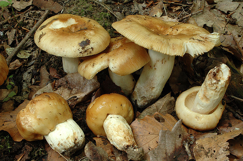 Russule fétide
