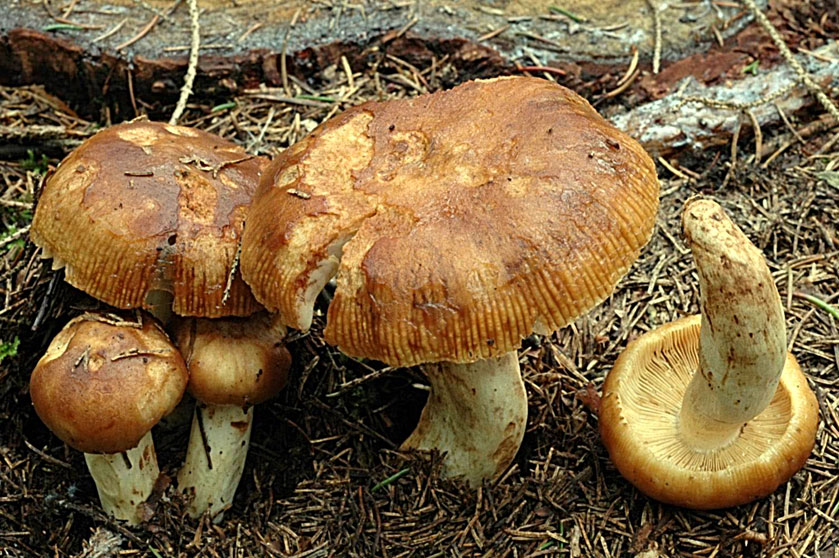 Russule fétide