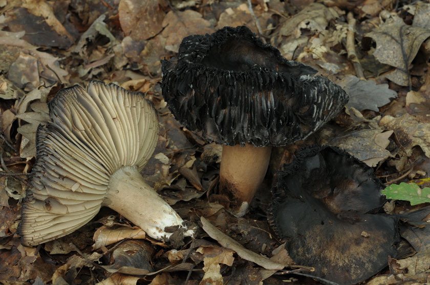 Russule noircissante