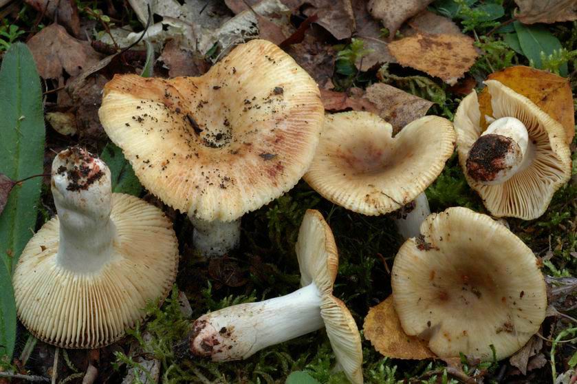 Russule fausse pectinée. Terril de FORBACH (Moselle) le 18 octobre 2005 sous bouleau et tremble