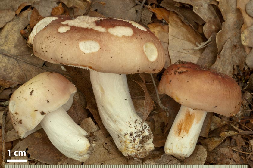 Russule comestible, Russule vieux rose