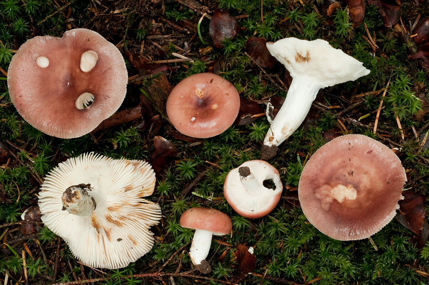 Russule comestible, Russule vieux rose