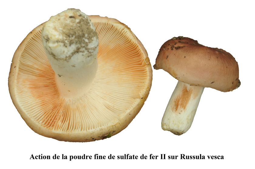 Russule comestible, Russule vieux rose