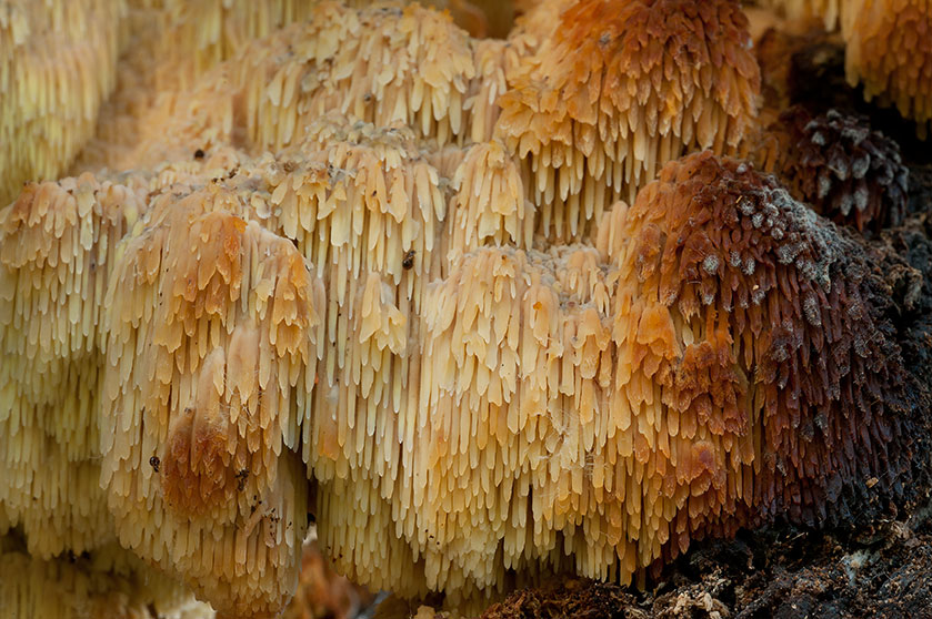 Sarcodontia crocea
