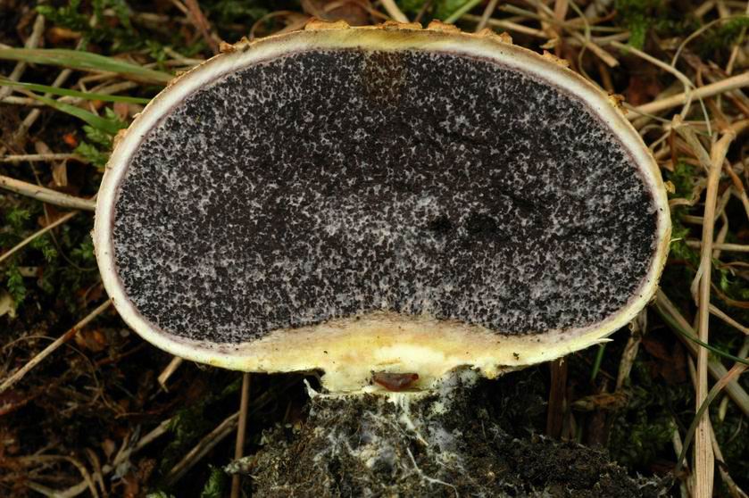 Scléroderme commun. Coupe dans le carpophore montrant la gléba noire dans des loges aux cloisons claires