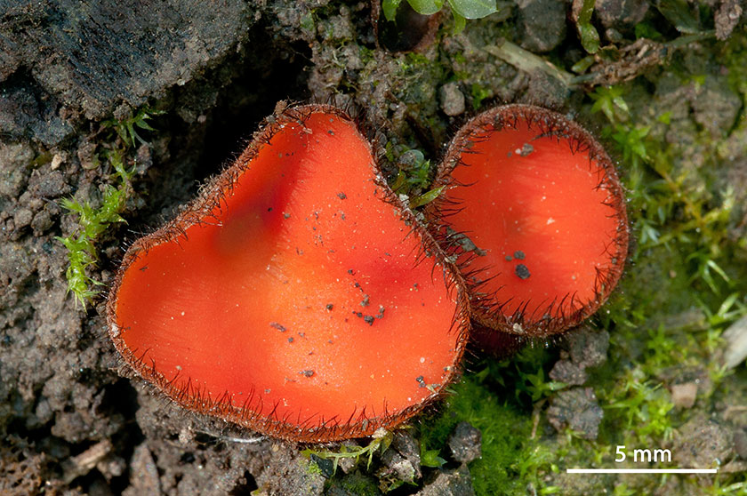Scutellinia crinita