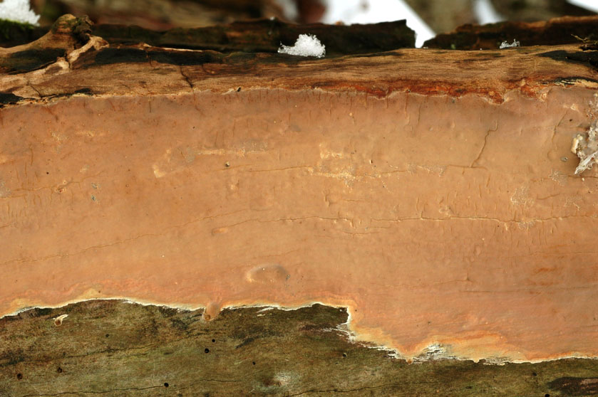 Scytinostroma portentosum