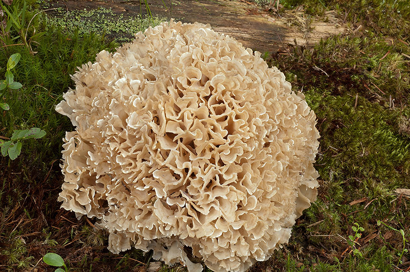 Sparassis lamelleux