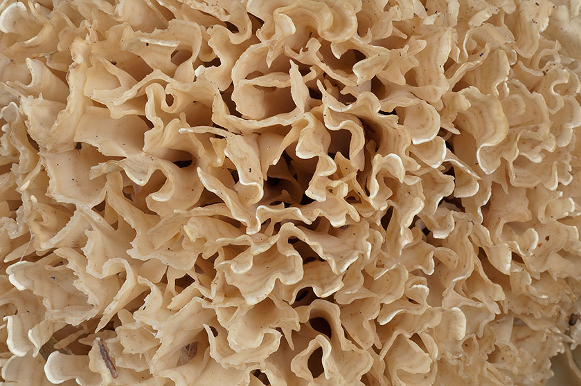 Sparassis lamelleux